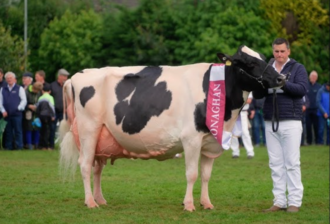 Irish Champion Dairy Cows 2024 