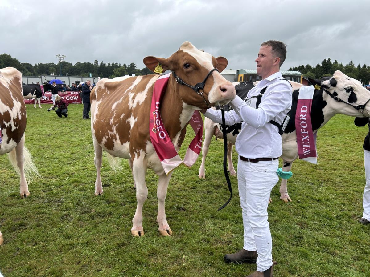 Irish Champion Dairy Cows 2024 