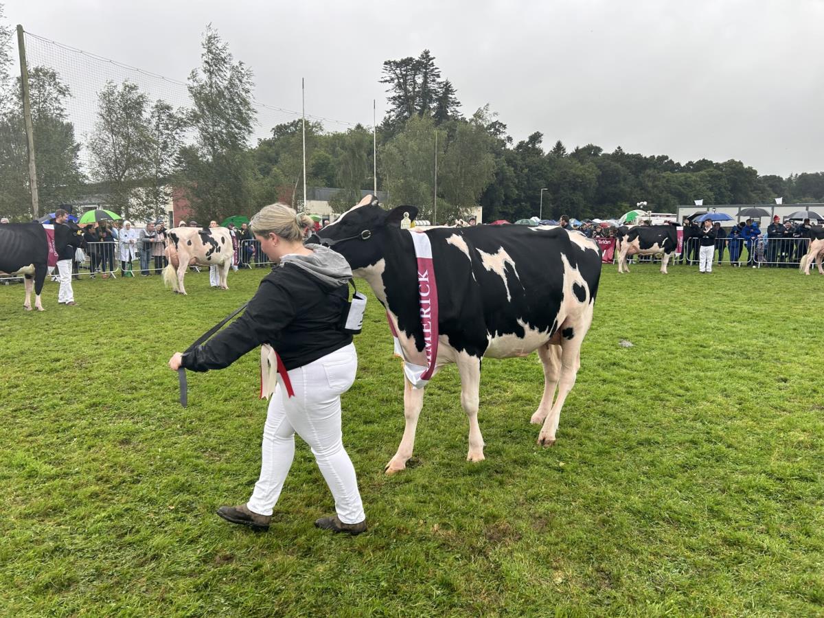 Irish Champion Dairy Cows 2024 