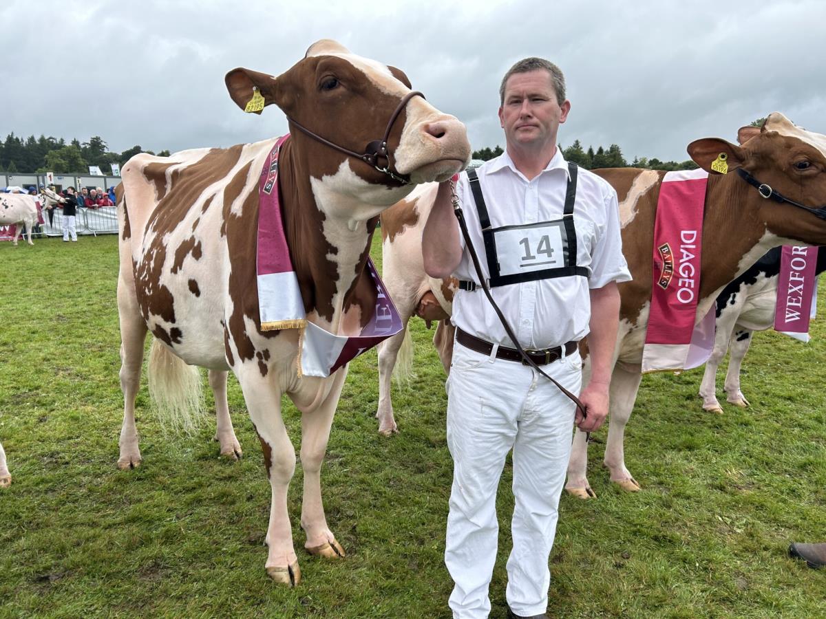 Irish Champion Dairy Cows 2024 