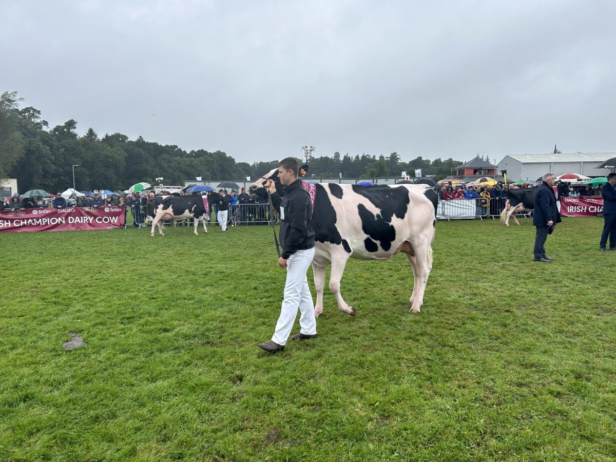 Irish Champion Dairy Cows 2024 