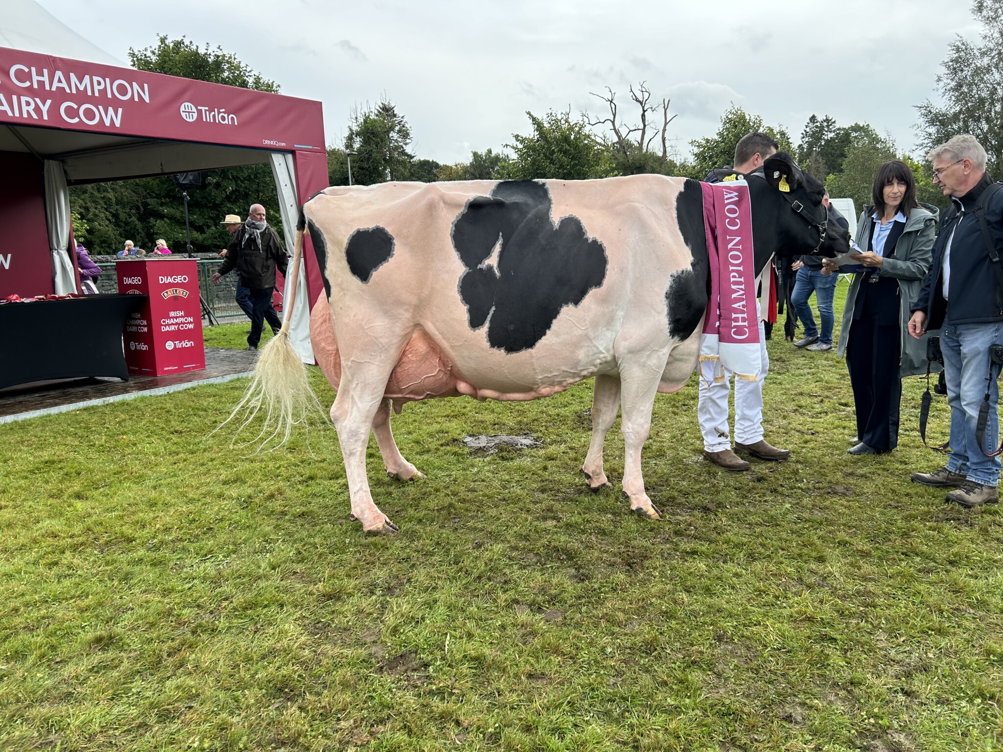 THE ALL-IRELAND FOR DAIRY COWS