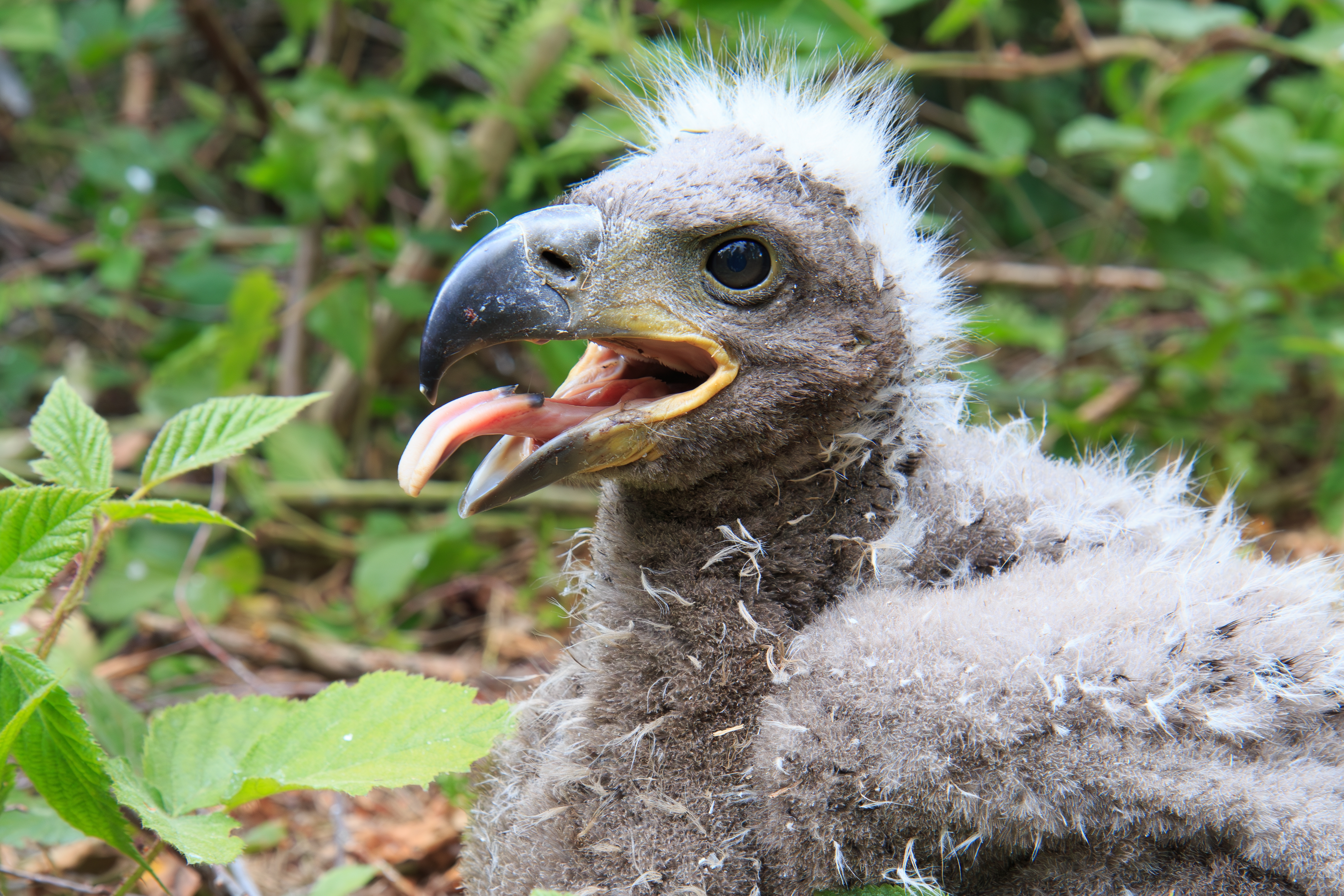 EAGLE CHICKS FLY HIGH